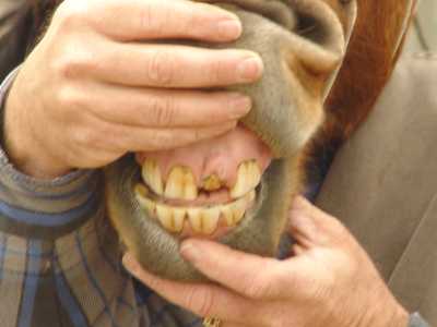 Do Horses Lose Baby Teeth 